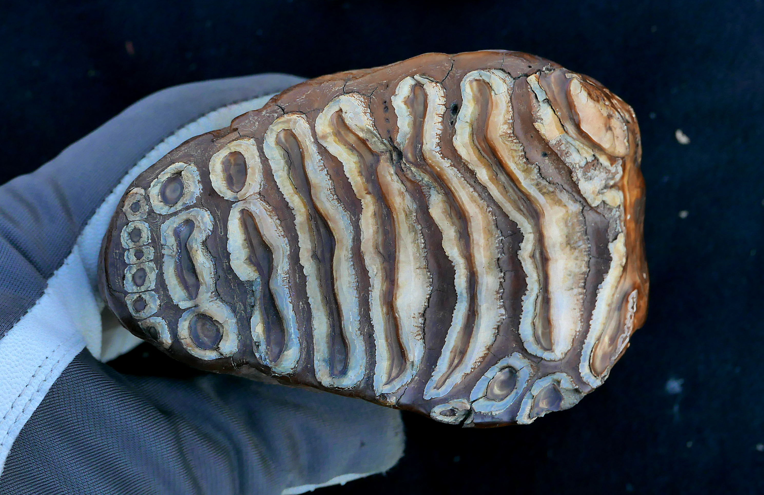 A mammoth tooth.